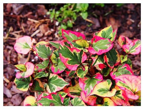 Stauden Gänge 10 x Houttuynia cordata 'Chameleon' Bunter Eidechsenschwanz | Bunter Bodendecker für Sonne bis Halbschatten, Blüte Juni bis August, mehrjährig, 9x9 cm Topf