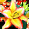 Lilienzwiebeln Baumlilie Riesenlilien Lilium Zwiebeln Onion Knollen Winterhart Frische mehrjährig duftenden Prachtblüten (Rising Moon)