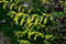 Weide Rosmarinweide Salix rosmarinifolia Containerware 60-100 cm