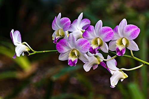 Semi di orchidee cymbidium semi di fiori 100 teile/paket bonsai 25 farben impianto pro giardino di casa 22