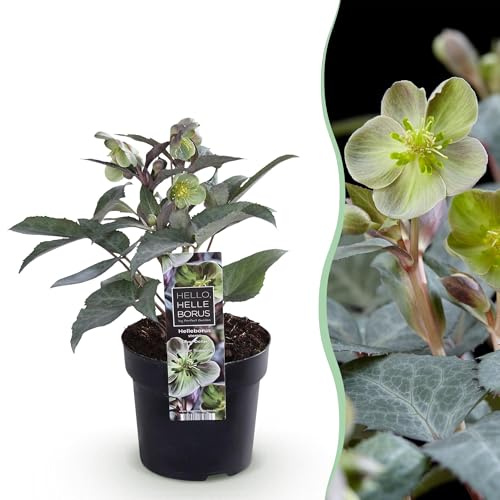 GreenboutiQ - Gartenpflanze - Lenten Rose Helleborus sternii Silver Dollar - Grüne Blume - 1 Pflanze - Immergrün - Topf 14cm Höhe 35cm