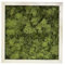 Quadro Lichene per Interno o Esterno, Parete Verde Quadretto Likene Naturale Artificiale Decorativa, Muschio Stabilizzato Soggiorno Camera Cucina Salotto Ufficio - Interno 25x25 Esterno 27x27 cm