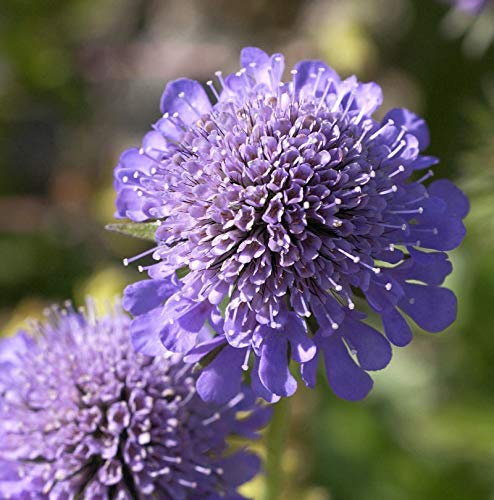 Kaukasus Skabiose Gudrun - Scabiosa caucasica - lebende Gartenpflanze aus den Baumschulen