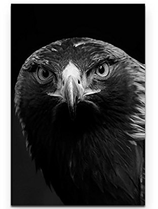Paul Sinus Art Leinwandbilder | Bilder Leinwand 90x60cm Portrait eines Steinadler schwarzweiß