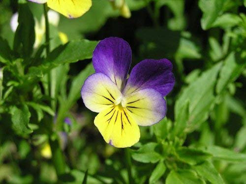 100 semi Johnny Jump UP Violet Viola Tricolor Flower