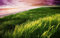 GUOHLOZ 1500 Teile Puzzle für Erwachsene Puzzles 1500 für Erwachsene Lernspiel Herausforderung Puzzle für Erwachsene Kinder 1500 Teile,Strand,Himmel,Gras,Natur,Ufer,Landschaften,87x57cm