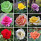 SEEDSOWN New Seeds Rose Livraison Gratuite Coful Rbow Graines Rose Rose Rouge Noir Jaune Vert Rose Graines 100pcs / Sac WX-P01