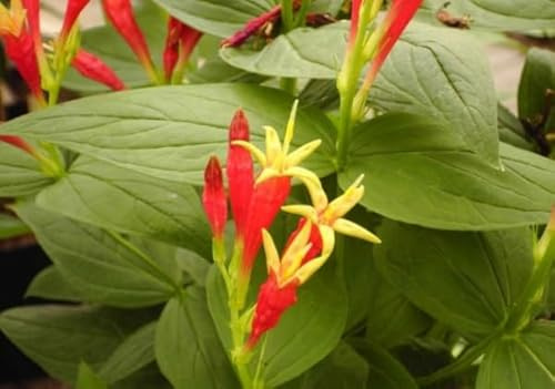 Feuer-Enzian - Wurmkraut - Spigelia marilandica - Rarität