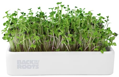 Back to the Roots Organic Microgreens Grow Kit con fioriera in ceramica, verde
