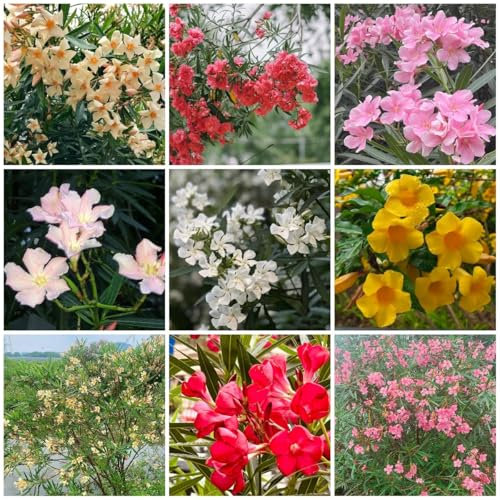 40 Pcs Oleander Samen - Nerium Oleander - Wildblumensamen, Hochbeet Samen, Hecken Sträucher Oleander Pflanzen Samen, Blumen Balkon, Garten Geschenke Für Frauen Kräuterpflanzen, Blumen