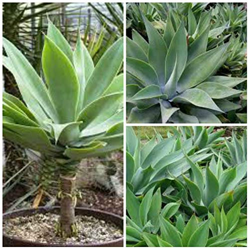 Portal Cool 50 Seeds Of agave attenuata, Piante grasse, cactus, piante grasse Seed R