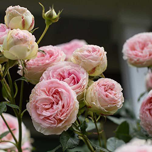 Heirloom Climbing Roses, Live Own Root Plant, Eden Climber