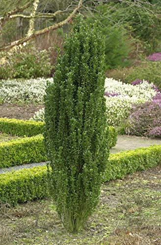 Ilex crenata 'Fastigiata' 30–40 cm – Immergrün, Winterhart, Pflegeleicht – Säulen-Berg-Ilex – Heckenpflanze für Garten & Sichtschutz