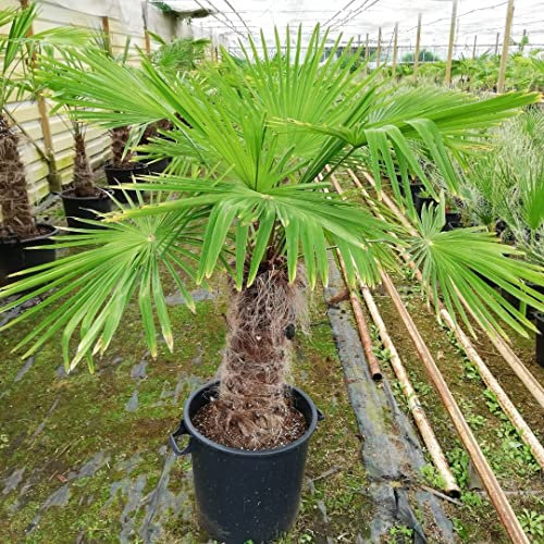 Palma cinese di Chusan Trachycarpus fortunei pianta in mastello ø45 cm