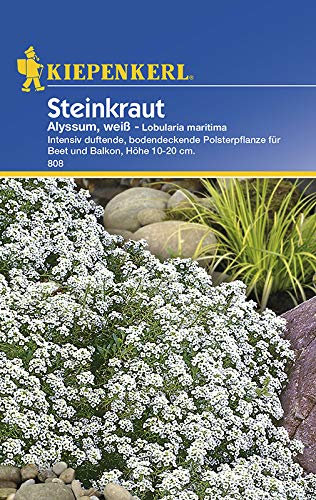 Kiepenkerl 808 Steinkraut Alyssum weiß (Steinkrautsamen)