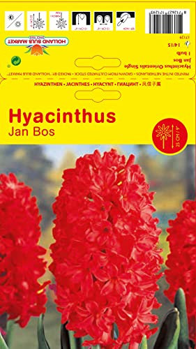 Hyazinthenzwiebeln : Hyacinthus - Hyazinthe Jan Bos duftend 3 Blumenzwiebeln