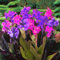 Riesen-Canna, mehrjährige winterharte Zwiebelpflanze, farbenfroh, dekorative Gartenpflanze, Gartenschatten-2 zwiebeln-I
