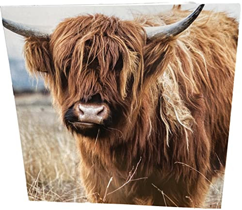 Maturi Geburtstagskarte, Motiv Highland Cow, quadratisch, blanko