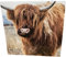 Maturi Geburtstagskarte, Motiv Highland Cow, quadratisch, blanko