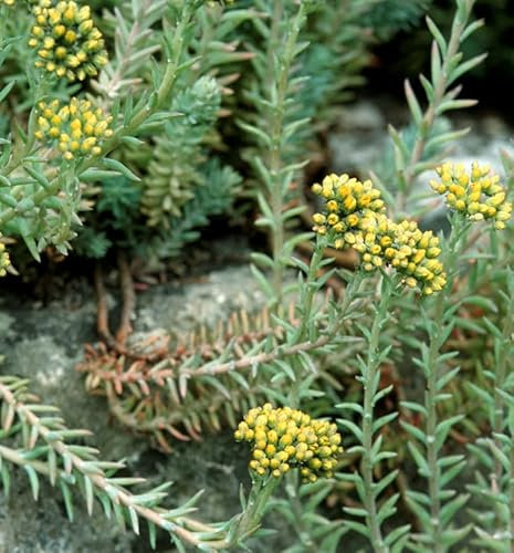 Felsen Fetthenne Elegans - Sedum reflexum - lebende Gartenpflanze aus den Baumschulen