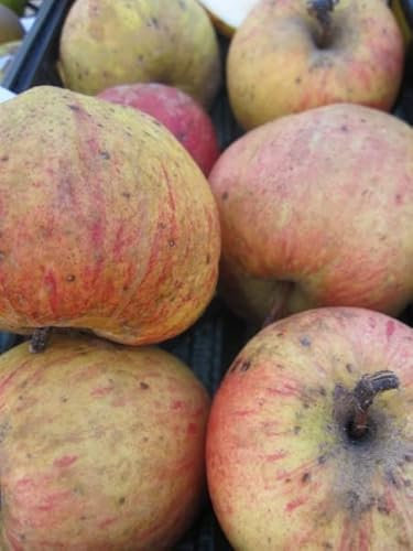 Malus Finkenwerder Herbstprinz - Herbstapfel - Apfelbaum