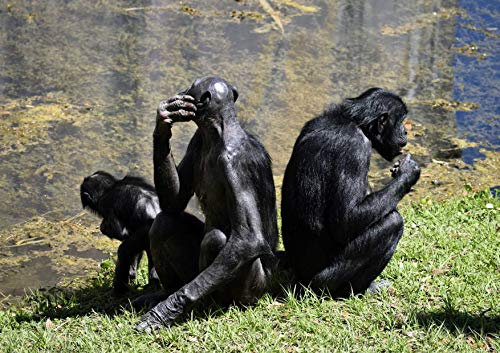 hansepuzzle 83477 - Bonobo Affen Puzzle 130 Teile - Tierwelt Motiv mit hochwertiger Aufbewahrung: Kartonbox und wiederverschließbarem Beutel - Format 28,7 × 20 cm