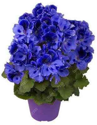 Sump Fresh 50pcs SEMILLAS de flores de geranio para plantar Azul