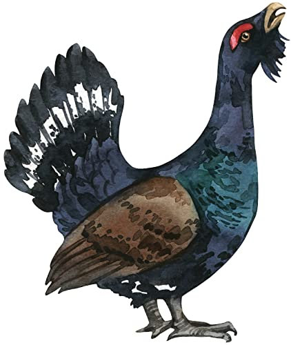 Samunshi® Auerhuhn Aufkleber Autoaufkleber für Motorrad Fahrrad Roller oder Auto Sticker Babyaufkleber Kinderaufkleber - 8,4x10cm mehrfarbig