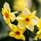 Narzissen Knollen, Einfache Bepflanzung, Töpfe und Balkon, Winterharte Frühblüher, Winterhart Zwiebeln, MehrjäHrig Narzissen, Blumenzwiebeln, im Freien, MehrjäHrige Blumen,-2zwiebelns-H