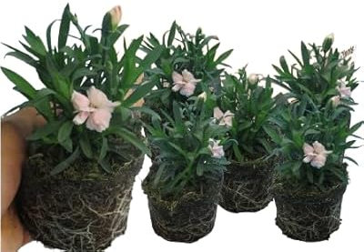 Plantas de Clavel Natural (Pack de 6) – Flores de Colores en Maceta