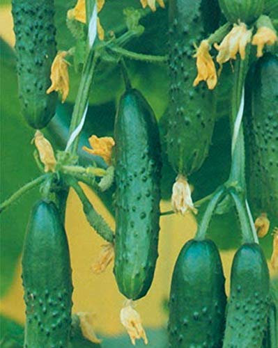 seedsown Samen Gurke Nastoyashchiy Polkovnik F1 Organisch gewachsen Russisch Hybrid