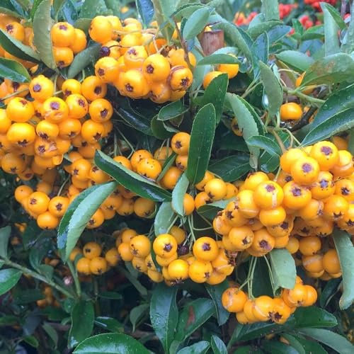 Plant Theory Saphyr Jaune Firethorn Pyracantha Shrub Plant 2L Pot