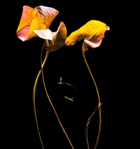 WASSERPFLANZEN WOLFF - ein Topf schöner Roter Tigerlotus/Nymphaea lotus var. rubra stellt keine besonderen Pflegeansprüche - Nymphea lotus (zenkeri) rot echter Blickfang in jedem Aquarium