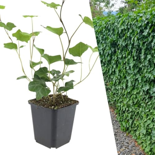 Plants by Frank Hedera Hibernica, 24x Efeu Pflanzen, Ø 9 cm | Irischer Efeu, Kletterpflanze, Winterhart Mehrjährig Immergrün, Bodendecker, Gartenpflanze, Topf 9 cm, Höhe: 15 cm