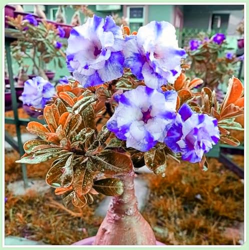 Mehrjährige Blumenzwiebel ist winterhart, Winterhart pflanzen, Blumenzwiebel Mix, Winterhart zwiebeln, Mysteriöse magische Glühbirne-1 Wüstenrose