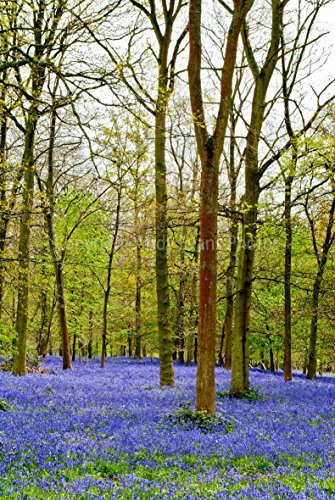 Glockenblumen Foto EIN 30,5 x 45,7 cm Hochwertiger Fotodruck der Bluebell Woods am Wald grauen Court Henley Oxfordshire England UK Hochformat Foto Farbe Bild