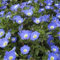 Frisch 2000 Samen - Nolana Blau Bodendecker Seed