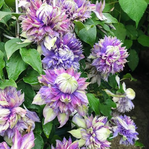 2 pcs clematis winterhart mehrjährig zwiebeln, Klematis, schnellwachsende kletterpflanzen, kübelpflanzen winterhart clematis pflanzen zwiebel - Clematis florida - schnittblumen nachhaltige