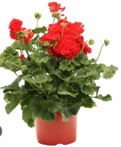 Geranio rosso Terre di Romagna Made in Italy 1 vaso 12 cm bellissima pianta vera
