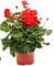 Geranio rosso Terre di Romagna Made in Italy 1 vaso 12 cm bellissima pianta vera