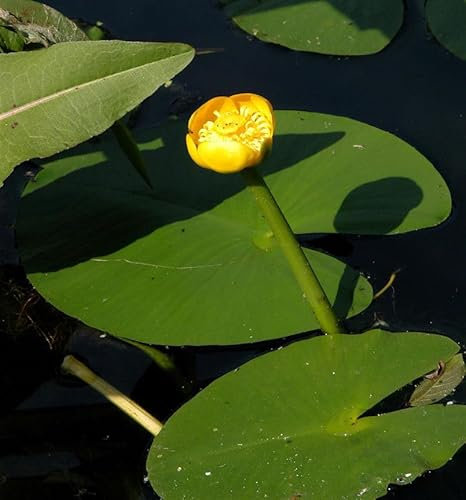 Japanische Seerose - Nuphar japonica