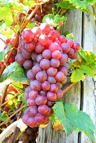 Grape Plant 'Suffolk Red' Vitis Plants in a 9cm Pot - Grape Vine for Planting in The Garden in The UK