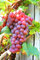 Grape Plant 'Suffolk Red' Vitis Plants in a 9cm Pot - Grape Vine for Planting in The Garden in The UK