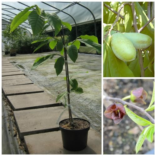 Paw Paw Indianerbanane Asimina triloba veredelte Sorte Mango ca. 30-50 cm im 1 Liter Topf