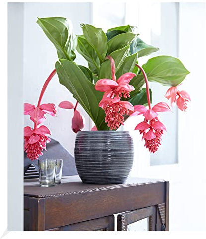 BALDUR Garten Medinilla 'Bel Air', 1 Pflanze, blühende Zimmerpflanze| blüht bis zu 2 Monate lang, blühend, Medinilla piccolinii, große Blütenrispen, Zimmerpflanzen-Rarität