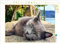 CALVENDO Puzzle Katzenportrait auf der Insel CRES in Kroatien | 1000 Teile Lege-Größe 64 x 48 cm Foto-Puzzle für glückliche Stunden