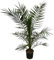 Trendyplants - Phoenix Canariensis - Hauteur 150-170 cm - Dattier - Résistant à l'hiver - Taille du pot Ø22cm