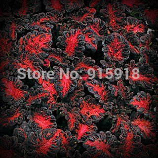 Flower seeds 200pcs seeds Black Dragon Coleus Flower Seed Pack - Beautiful ecstatic planting flowers Bonsai seeds, Home Garden