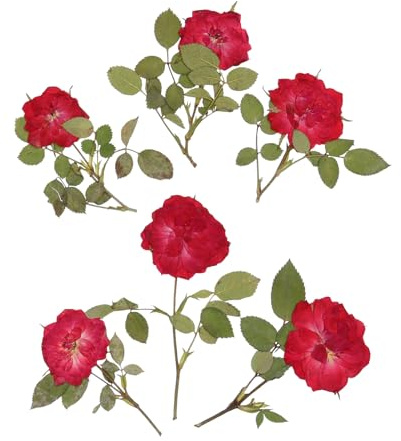 1 Satz Getrocknete Rosenblüten für Selbstgemacht Trockenblumen, | Trockenblumenmaterial für Bastelprojekte, Selbstgemacht Kunst Blumendekoration, Getrocknete Blütenstiele