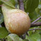 Köstliche von Charneux Birne Birnenbaum Herbstbirne kleinbleibend sehr saftig
